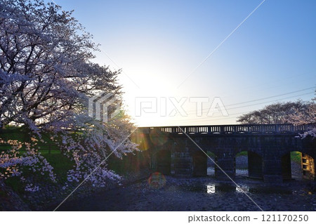Cherry blossoms at Kajigawa Riverside Park (Niigata Prefecture) 121170250