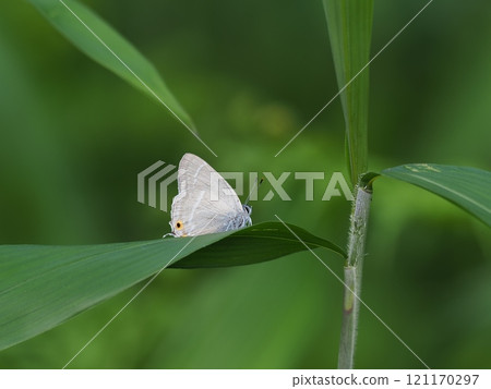 Hiro Obsidian 121170297