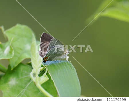 Hiro Obsidian 121170299