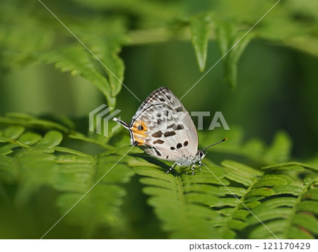 Usui Onaga Usui Onaga 121170429