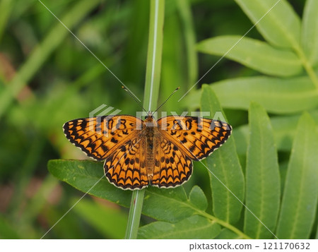 Giant monoki 121170632