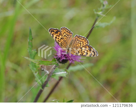 Giant monoki Giant monoki 121170636