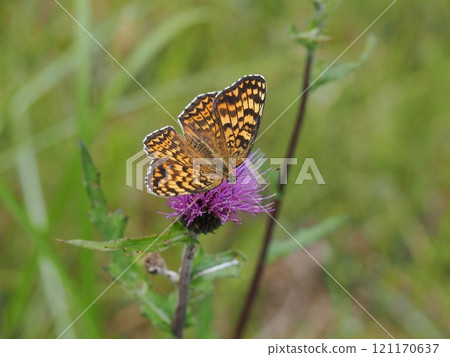 巨型monoki 121170637