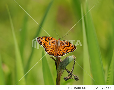 巨型monoki 121170638