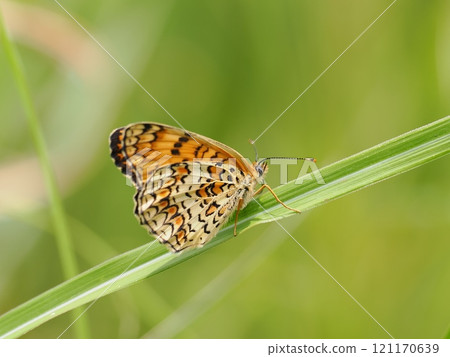 Giant monoki 121170639