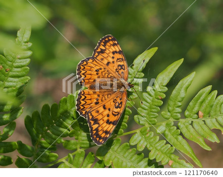 Giant monoki 121170640