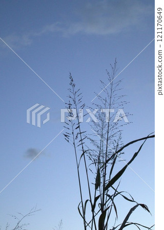 冬天的天空和草地的剪影 121170649