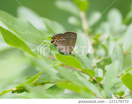 Beni mon cullous shizimi 121170772