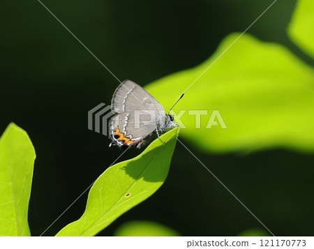 Beni mon cullous shizimi 121170773