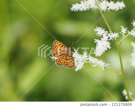 鐮刀菌蒙大拿 121170809