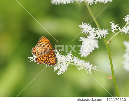 鐮刀菌蒙大拿 121170810
