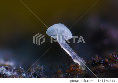 Frosty Bonnet - Mycena adscendens, Close up photo 121170855