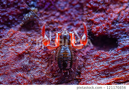 Close up macro image of a tiny Pseudoscorpion Close up macro image of a tiny Pseudoscorpion 121170856