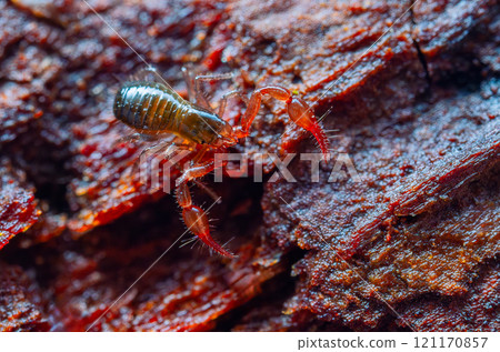 Close up macro image of a tiny Pseudoscorpion 121170857