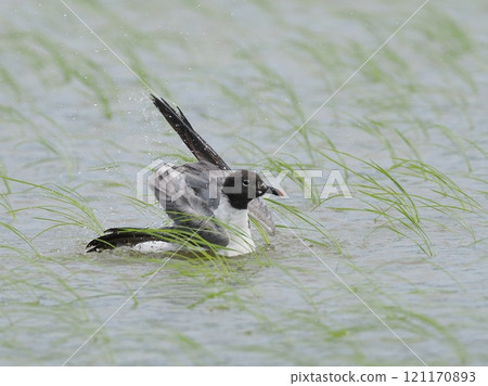 Warried鷗 Warried鷗 121170893