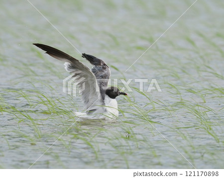 Warried鷗 Warried鷗 121170898