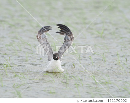Warried gull Warried gull 121170902