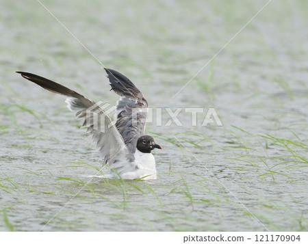 Warried鷗 Warried鷗 121170904