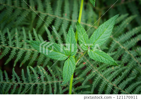 fern plant, closeup, forest plants - leaes background 121170911