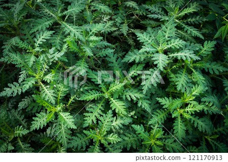 fern plant, closeup, forest plants - leaes background fern plant, closeup, forest plants - leaes background 121170913