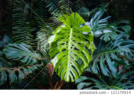 Monstera leaves - tropical forest plant, Philodendron Monstera leaves - tropical forest plant, Philodendron 121170914