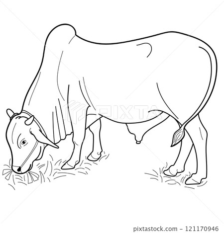 Indian bull eating grass at farm. Hand drawn in thin line style Indian bull eating grass at farm. Hand drawn in thin line style 121170946