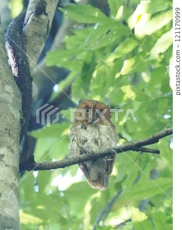 Red Scops Owl Red Scops Owl 121170999