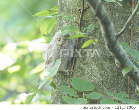 Red Scops Owl Red Scops Owl 121171000