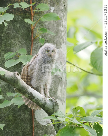 Red Scops Owl Red Scops Owl 121171013