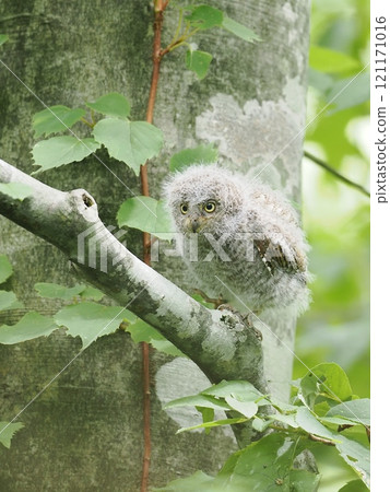 Red Scops Owl 121171016
