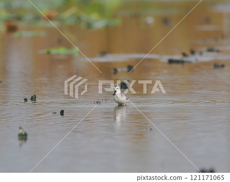 Hellashigi 121171065