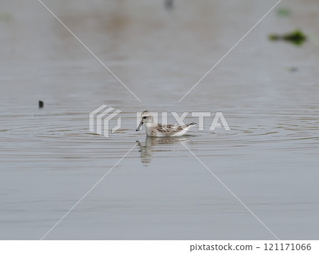 Hellashigi 121171066