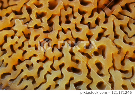 The Intricate Patterns Found Within the Natural Structures of a mushroom 121171246