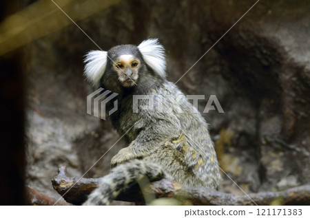 Common marmoset Common marmoset 121171383