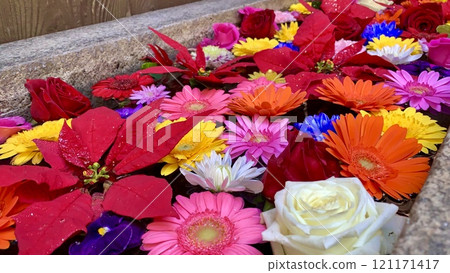 12月的彩色花洗(非洲菊、一品紅、玫瑰)<須鄉神社/愛知縣岡崎市> 12月的彩色花洗(非洲菊、一品紅、玫瑰)<須鄉神社/愛知縣岡崎市> 121171417