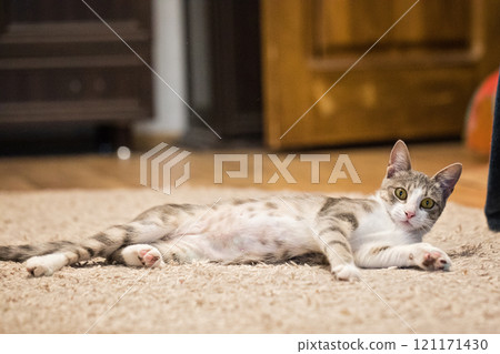 Fluffy Gray Tabby Cat with Yellow Eyes Relaxing Peacefully Fluffy Gray Tabby Cat with Yellow Eyes Relaxing Peacefully 121171430