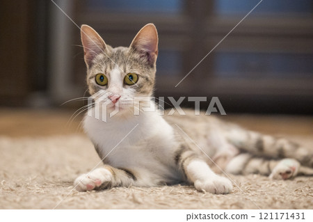 Furry tricolor cat pet posing indoor 121171431