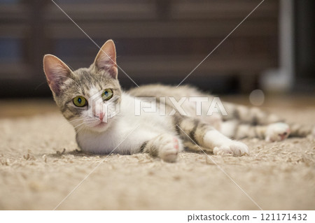 Furry domestic pet. Tabby cat at home 121171432