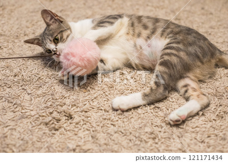 Tabby cat pet playing with toy on floor indoor Tabby cat pet playing with toy on floor indoor 121171434
