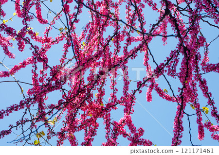 Branches of Cercis tree with flowers, spring background 121171461