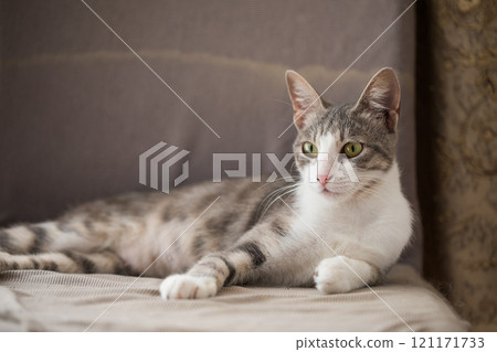 Posing Tabby Cat with Yellow Eyes Relaxing Peacefully Posing Tabby Cat with Yellow Eyes Relaxing Peacefully 121171733