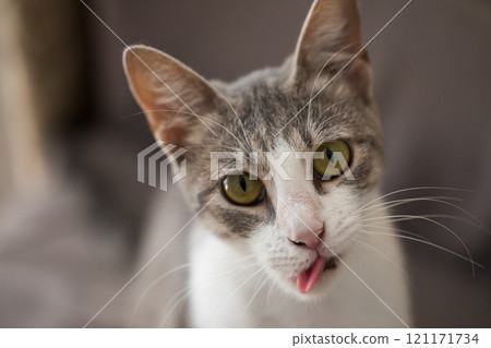 Funny domestic kitten showing red tongue, close-up portrait Funny domestic kitten showing red tongue, close-up portrait 121171734