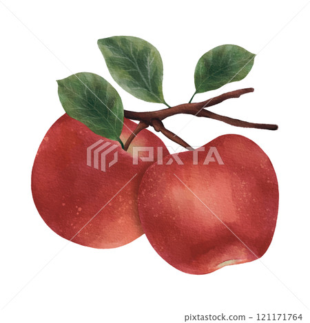 red apples with leaves isolated on white red apples with leaves isolated on white 121171764
