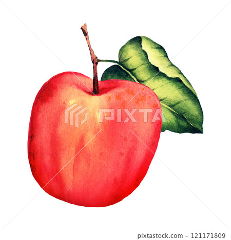 watercolor illustration of ripe red apple 121171809