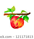 ripe apple fruit on a white background 121171813