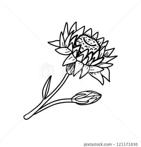Intricate sketch of a protea flower with buds, showcasing detailed line work for botanical prints and sophisticated design elements 121171830