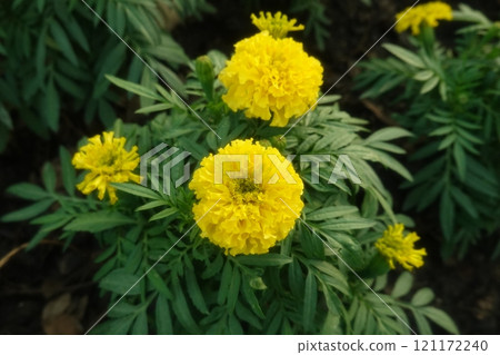 Marigold flowers in the garden. Marigold is a genus of flowering plants 121172240