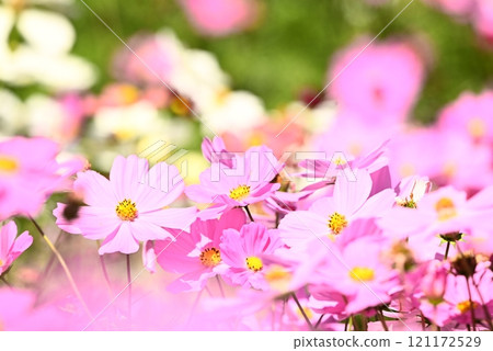 Pink cosmos in bloom Pink cosmos in bloom 121172529