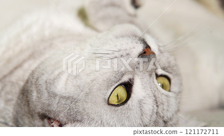 Scottish straight cat lies on his back. Cat upside down. Close up white cat face. Scottish straight cat lies on his back. Cat upside down. Close up white cat face. 121172711