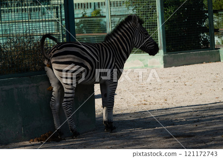 Zebra Zoo Enclosure Urination: Captive zebra urinating near enclosure wall, daytime zoo setting, likely for natural elimination. Zebra Zoo Enclosure Urination: Captive zebra urinating near enclosure wall, daytime zoo setting, likely for natural elimination. 121172743